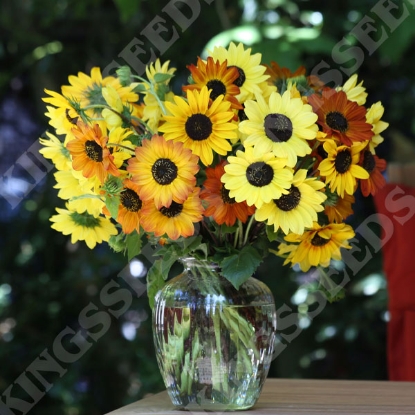 Picture of Helianthus (Sunflower) Debilis Soluna Mix